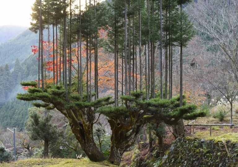 Japanese produce lumber without cutting trees: Daisugi