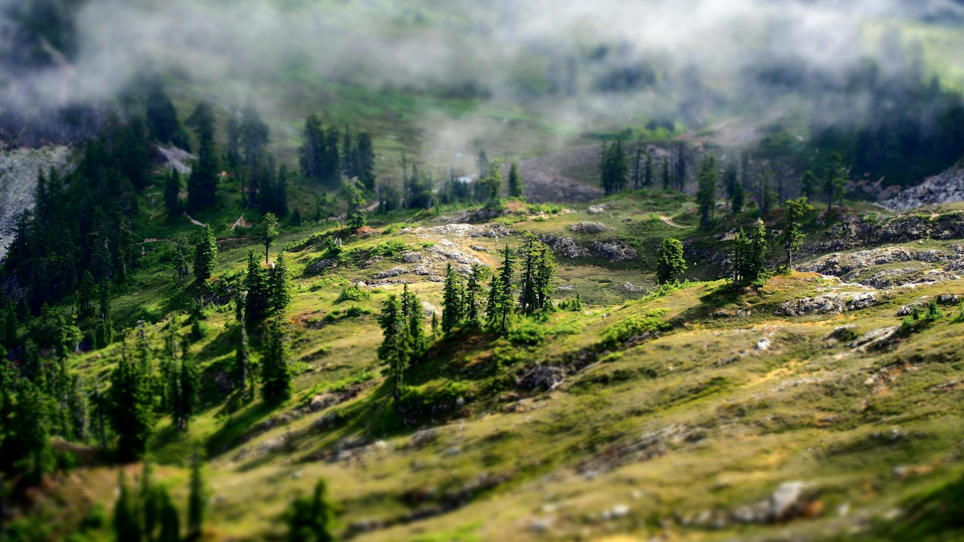 aerial photography of green forest