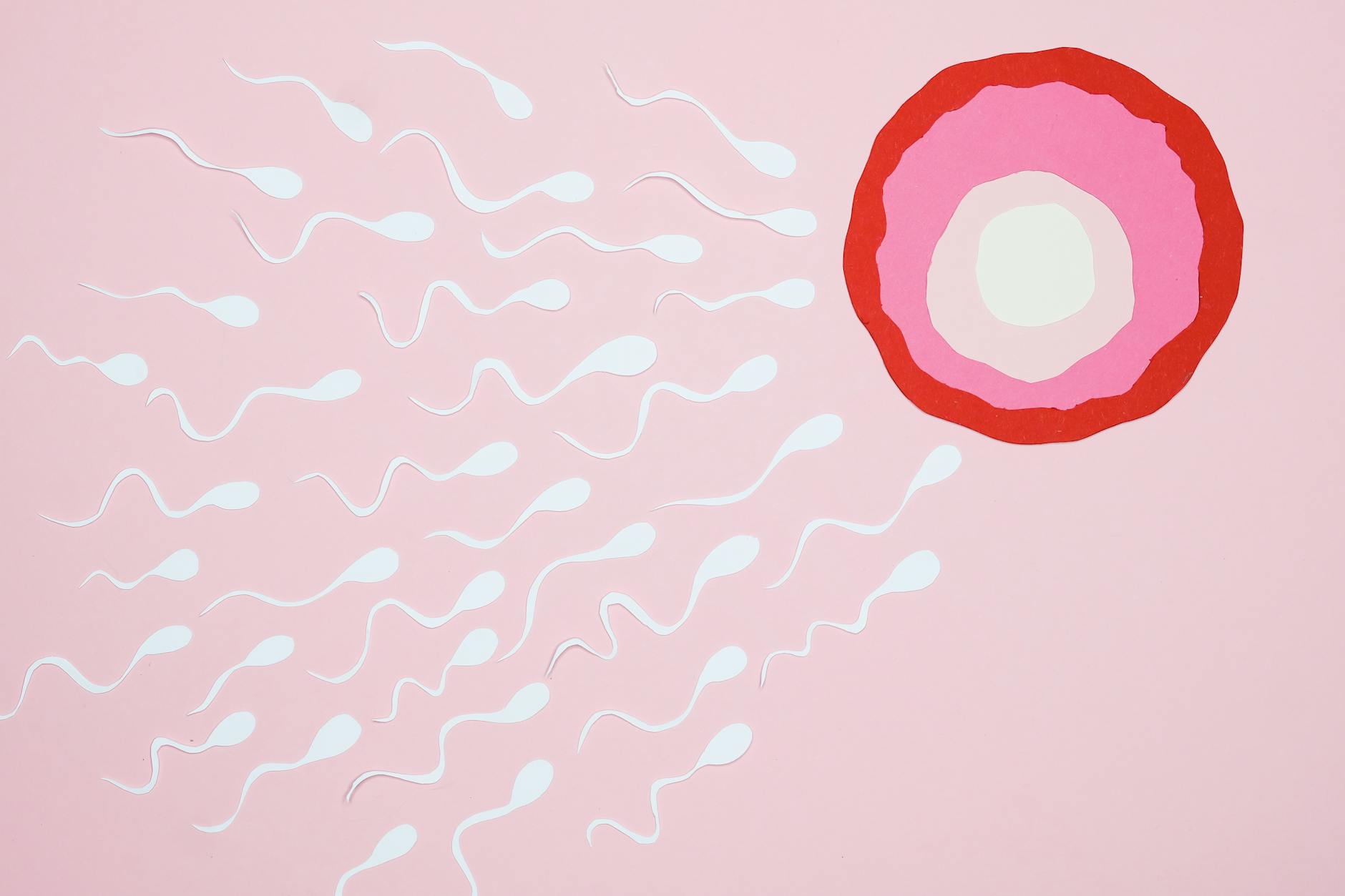 sperms swimming towards an ovum
